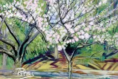 Cherry Blossoms at Brooklyn Botanic Garden _ SOLD